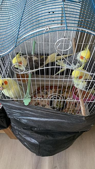 akvarium baliqlari qizil baliq: 6 eded korelladi hamsi saglam heyvadir isdyen ülaqe saxlaya bilere — 1