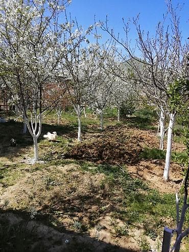 balaxani torpaq satisi: 2 sot, Tikinti, Maklerlər narahat etməsin, Kupça (Çıxarış) — 1