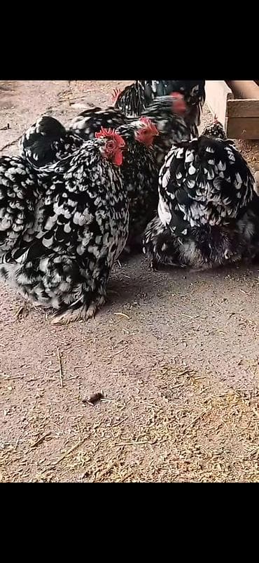 broyler yemi qiymeti: Toyuq, Damazlıq — 5