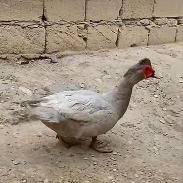 macar ördek: Salam lal ördek yumutası tam mayalı ataları biri Temiz qan lavanda — 3