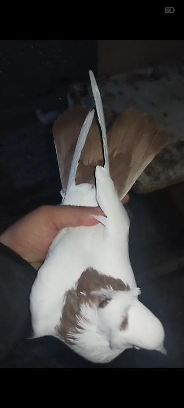 dekarativ quslar: Qirmizi boyun desde qirmizi quyrug kekil mayadi hundur dizden çilpağ — 2