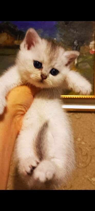 şirin pişik şəkilləri: Britan, Erkək, Dişi, Yaxşı əllərə, Ünvandan götürmə — 3