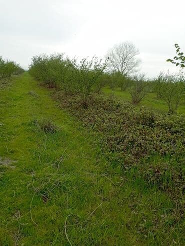 купить дом в азербайджане баку: Senetle 2hektar 40 sotu bele obsi bağ 3 hektara yaxindi suyu daimidi — 5