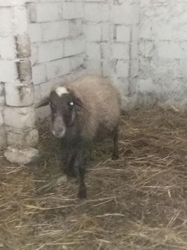 Телята: Sağlamdı 2ci qarına qoça gəlib. Ünvan Novxanı — 4