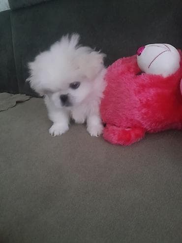 itlerde gene: Pekin qədeş balası – ağ rəngli, uzun və yumşaq tüklü, kompakt bədən — 1