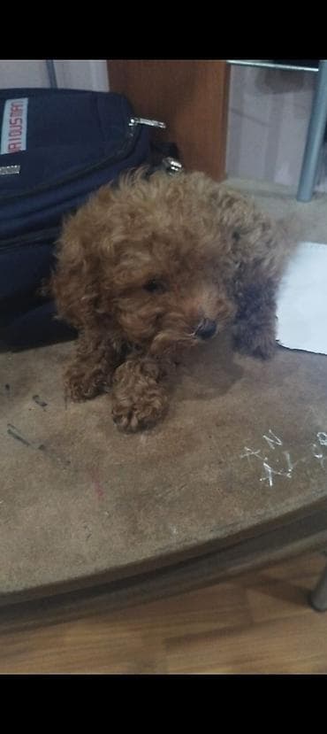 Pudel, 2 ay, Erkek, Peyvəndli, Ödənişli çatdırılma