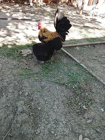 qus iran: Toyuq, Damazlıq — 8