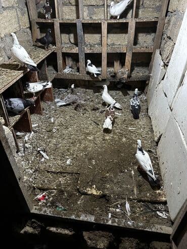 göyercin yuvası: Salam 18.19 quwdi hamsi tam sağlamdi oz quwdarimdi isimle elaqeder — 1