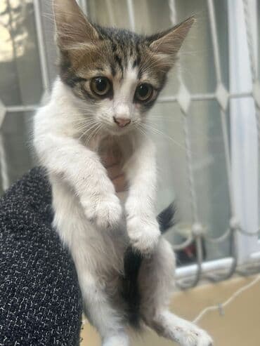 qəhvəyi pişik: Tabbi, Yaxşı əllərə — 1