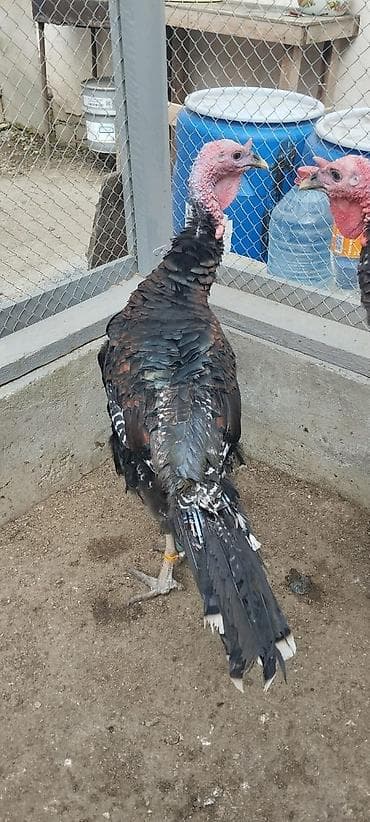 Erkək, Amerika, Damazlıq, Ünvandan götürmə