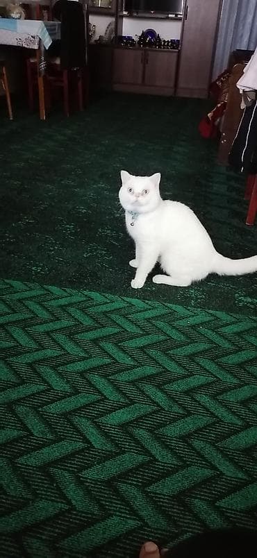 pisik yuva: Britan, Erkək, Yaxşı əllərə, Ödənişli çatdırılma — 9