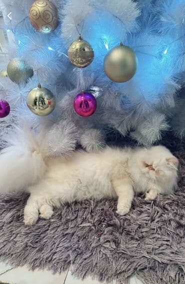 Heyvanlar üçün mallar: Fars, Erkək, Cütləşmə üçün — 1