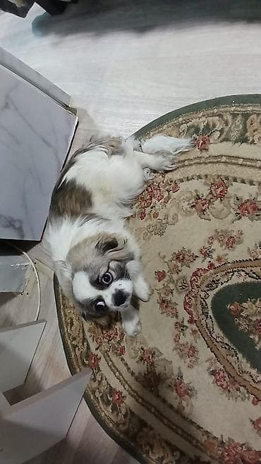 alman afçarka iti: Pekines, 1 il, Dişi, Peyvəndli — 2