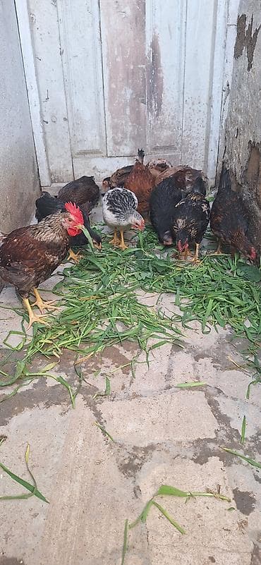 Куры: Курица, Для разведения, Платная доставка — 3