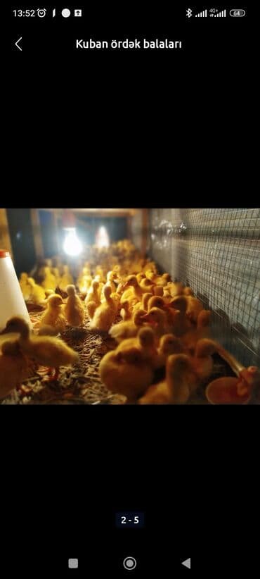 cuce qefesi: Ördək cücələri, Ətlik, Ünvandan götürmə, Pulsuz çatdırılma, Ödənişli çatdırılma — 6