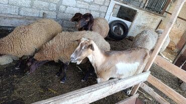 cins ineklerin qiymeti: Məhsul: Keçilər satılır boğaz keçilər sudlü heyvanlardı Qiymət: 400 — 12