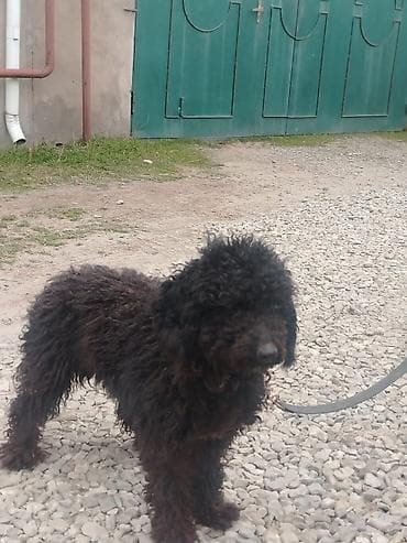 basenc itleri: İt üçün elan - Növ: Kiçik ölçülü it (qıvrım, sıx yunlu qara tüklər) - — 1