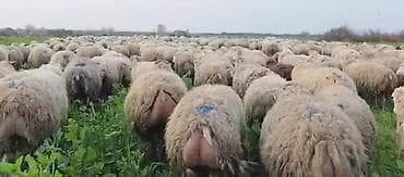 175 başdl 10 qocdu 50 baş balalldl yerde qalanl da Yelin üsdedi kom da lalafo.az -da 175 başdl 10 qocdu 50 baş balalldl yerde qalanl da Yelin üsdedi kom da