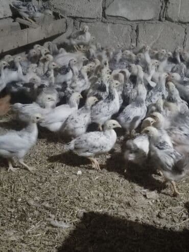 iri buynuzlu heyvanlarin satisi: Toyuq cücələri, Ətlik, Ünvandan götürmə, Ödənişli çatdırılma — 3