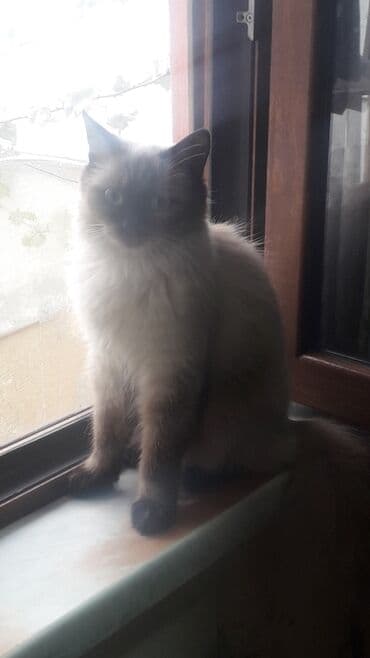 сиамская кошка цена: Siam, Yaxşı əllərə — 1