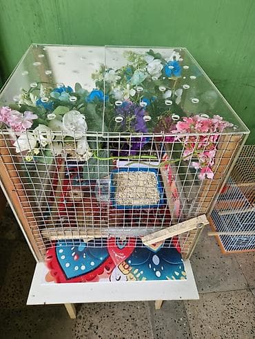 bildirçin qəfəsi: Çin decorative bildirçini,çox sakit, iysiz və minimum dekorativ — 3