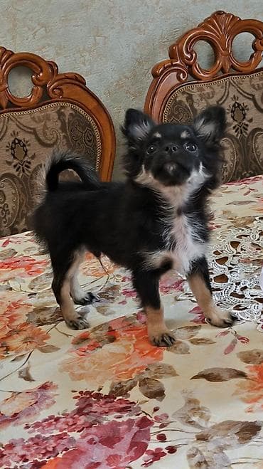 İtlər: Çixuahua, 3 ay, Erkək, Peyvəndli, Pulsuz çatdırılma — 5