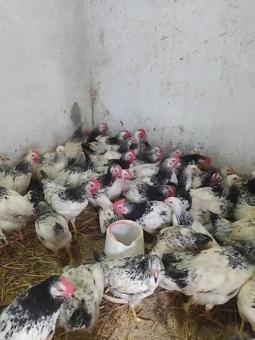 heyvan satisi sayti: Toyuq, Ətlik — 3