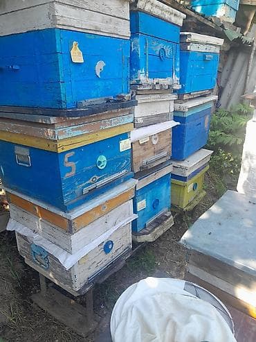 Arıçılıq üçün çoxsaylı taxta pətəklər və altlıqlar müxtəlif növdə at lalafo.az Arıçılıq üçün çoxsaylı taxta pətəklər və altlıqlar müxtəlif növdə
