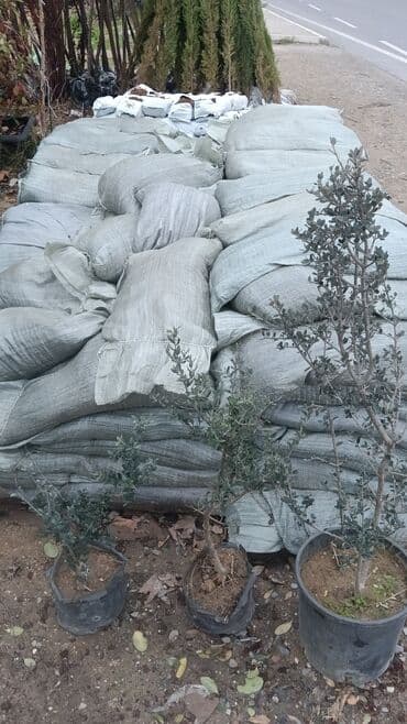 suni ot ortuyu satisi: Gubrelerin satişi ela torfdu kisesin 3manatda ededle satram çox alana — 10