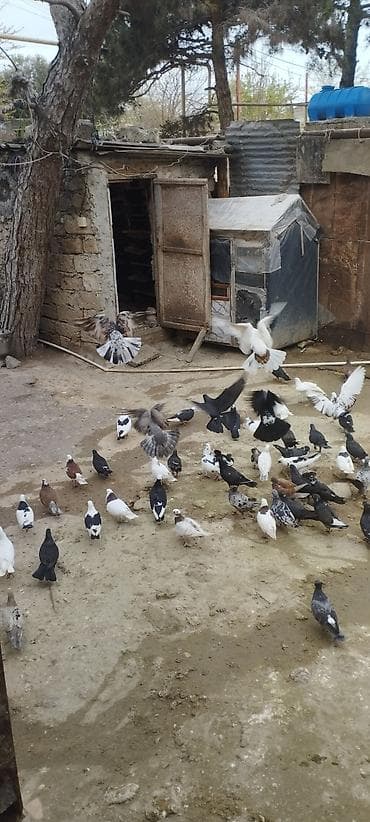 qurban: Cins xoruz – qara-yaşıl parıltılı lələklər, uzun quyruq və güclü bədən — 9