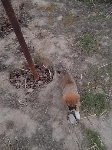 ən iri it cinsi: Kanqal, Peyvəndli — 5