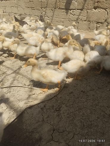 Ağ rəngli ördək balaları - Növ: yerli ağ ördək balaları (pekin tipinə