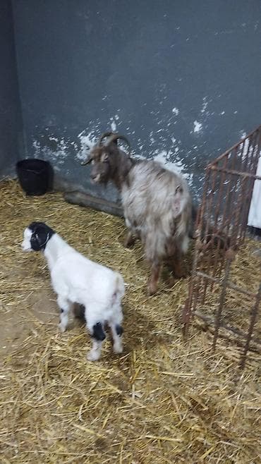 Ana keçi və balası - Növ: yerli keçi ikisi birlikde satilir ana ve