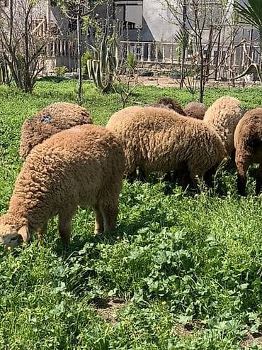 qaradolaq qoyun: Damazlığ quzular satılır əsl saxlanmalığ quzulardı 8 erkəy 7 dişi — 2