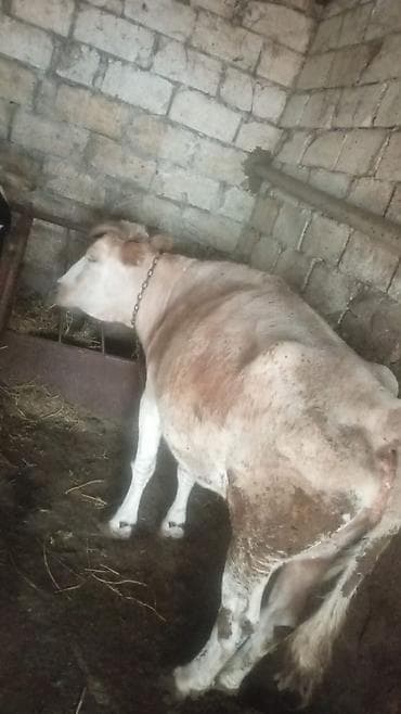 jersey inek: Satılır: inək (şəkillərdə) - Növ: inək, buynuzlu - Rəng: açıq — 2