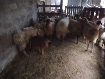 xaski balaca: Balali qoyunlar 5 ededir 1i450 — 4