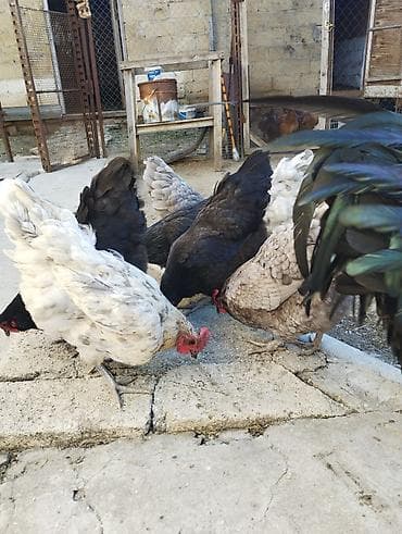 qaz quş: Toyuq, Australorp, Damazlıq, Ünvandan götürmə — 5
