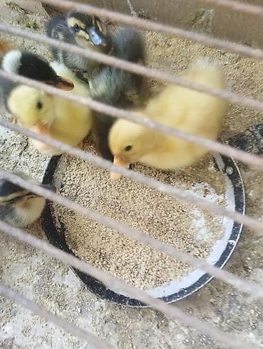 lal ördek balasi: Pekin qışqıran qarışıq ördək balaları.biri 2.50. hamsini goturene — 8