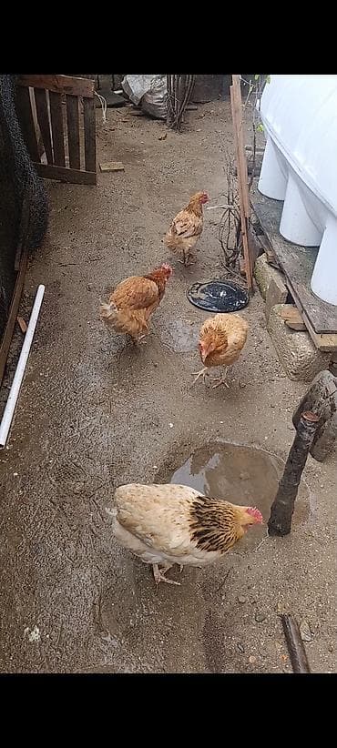 toyuq cinsleri: 6 ədəd yumurtayan lider 55 toyuqları Qoçqar toyuqları – yerli həyət — 1