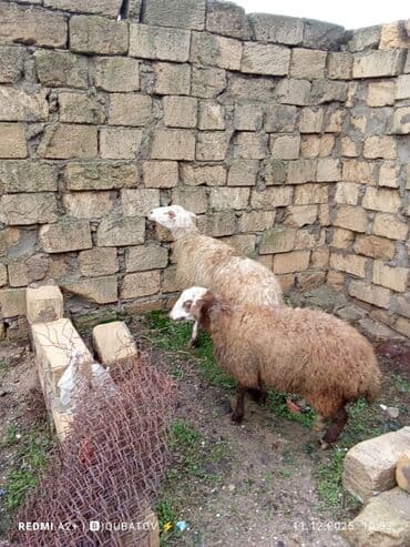 cau cau iti satilir: Dişi bala ilə ana bala qoyun satılır istəyən olsa yazsın video sun — 5