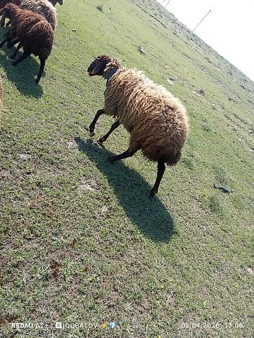 agdam xoruzu gence: Erkey toğulu satılır istəyən olsa yazsın video sun atım baxın real — 6