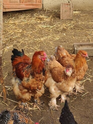 sort toyuqlar: Xoruz, Brama, il: <1, Ünvandan götürmə — 6