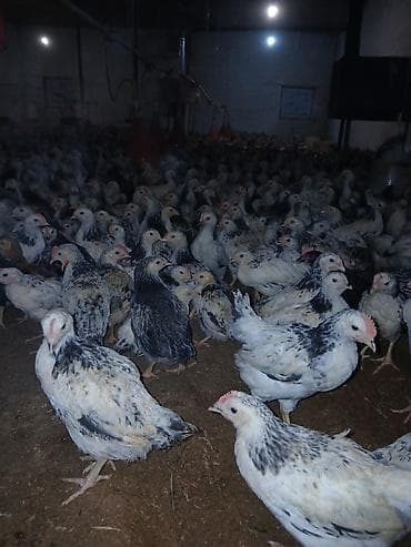 şirvanda toyuqlar: Toyuq cücələri, Ətlik — 1