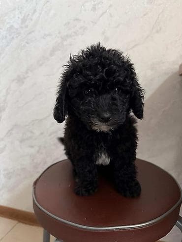 setter it cinsi: Pudel, Dişi — 1