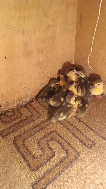 camış balası: Muscovy ördək balaları (indo ducks) – yeni çıxmış civcivlər - Rəng — 3