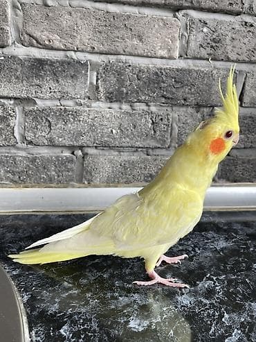 qizil qus: 3 ədəd 1,5 aylıq Nimfa tutuquşu (cockatiel) . Ev quşlarımın balalarıdı — 3