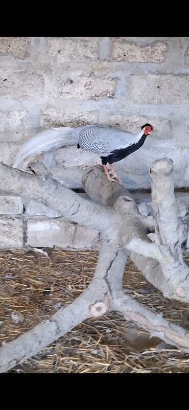 Satılır: dekorativ gümüş fazan (Silver Pheasant) Xüsusiyyətlər: -