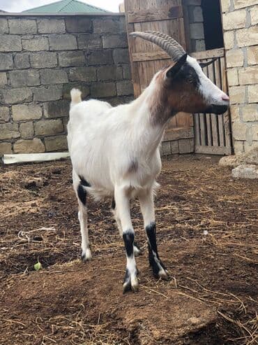 cins inekler: Keciler sağlamdrlar.Damazliğa yarayr.2side bogazdi.1 yaṣları — 6