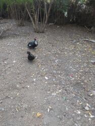 Qiyməti razılaşma yolu ilə