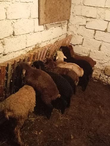 Птицы: Qoyun quzuları satılır – müxtəlif rənglərdə (qəhvəyi, qara, krem) — 1